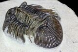 Spiny Scabriscutellum Trilobite - Foum Zguid, Morocco #108188-3